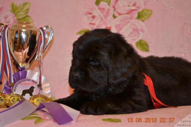 Фотография № 105540