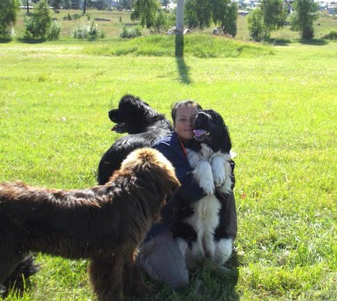 Фото: ньюфаундленд Черный Шарм Великобритания, ньюфаундленд Зарри из Сибирской Глубинки, Гретта