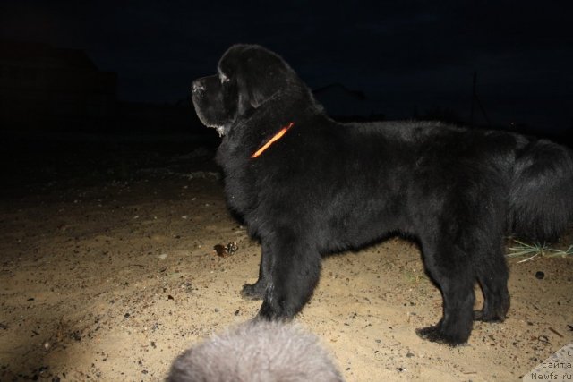 Фото: ньюфаундленд Бегущая по Волнам Зеро Коол