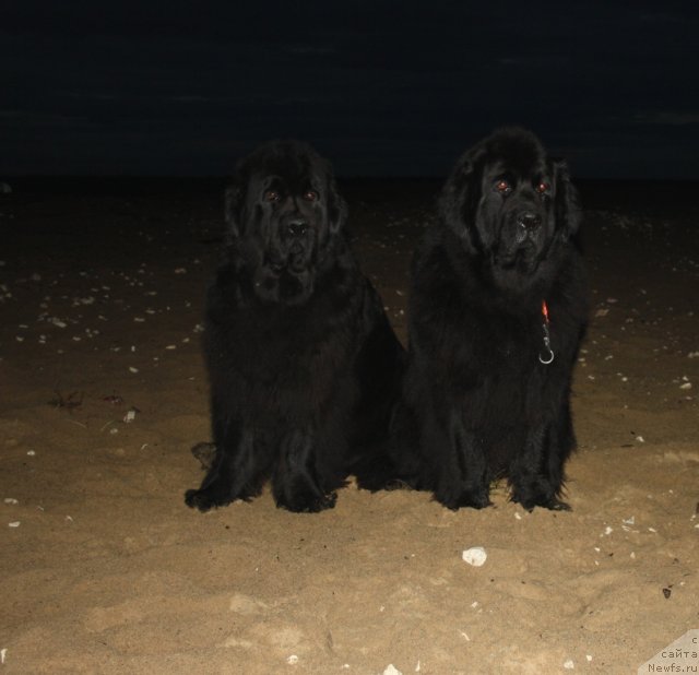 Фото: ньюфаундленд Fortuna of Giant's Island, ньюфаундленд Глория Гранд Блек