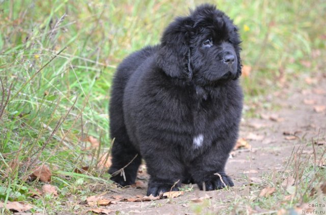 Фото: ньюфаундленд Симбад Покоритель Морей