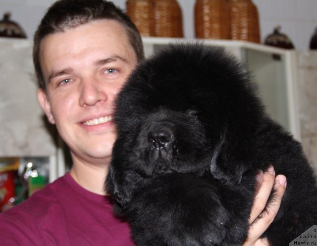 Фото: ньюфаундленд Адмирейшен Фор Ол Династия Совершенства (Admiration For All Dinastiya Soverchenstva)