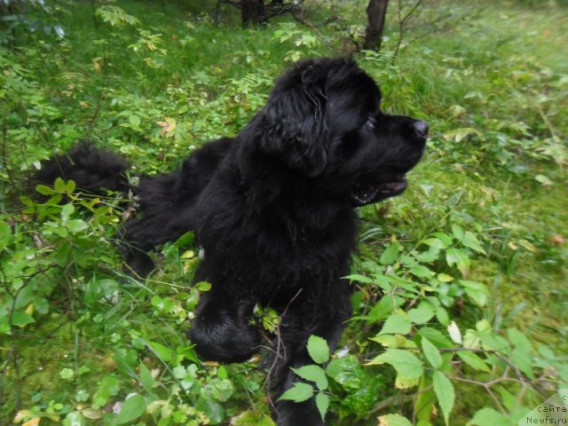 Фото: ньюфаундленд Акватория Келвин Королева Марго