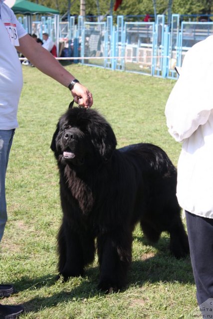 Фото: ньюфаундленд Золотой Талисман Кара Дениз (Zolotoy Talisman Kara Deniz)