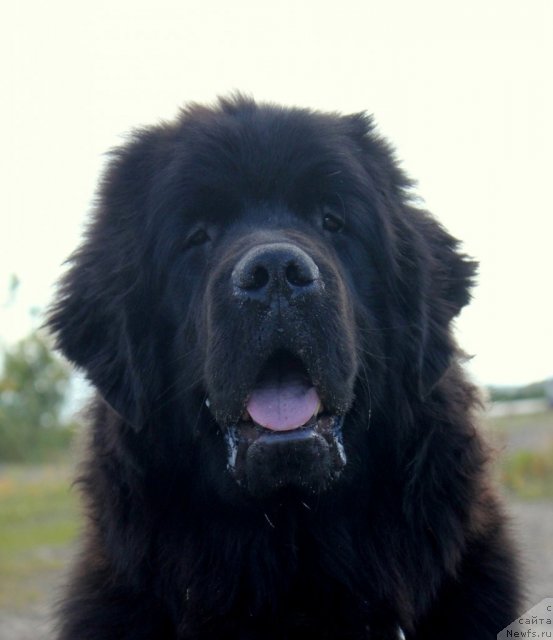 Фото: ньюфаундленд Бэлла Мосс Аристократ