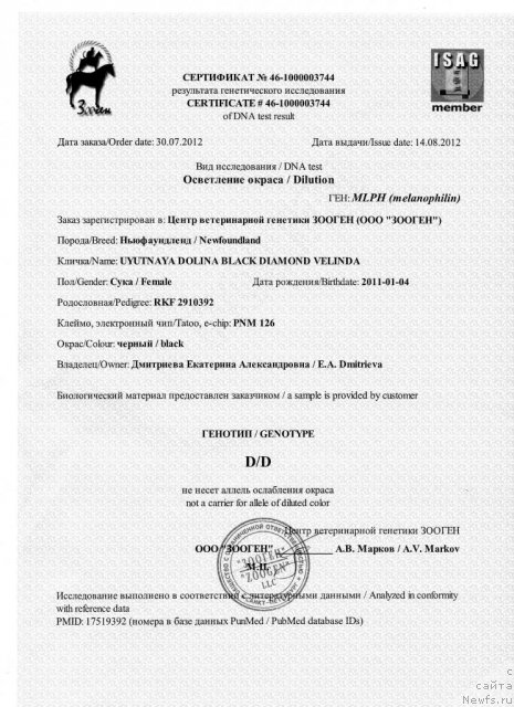 Фото: ньюфаундленд Уютная Долина Блэк Даймонд Велинда (Uyutnaya Dolina Black Diamond Velinda)