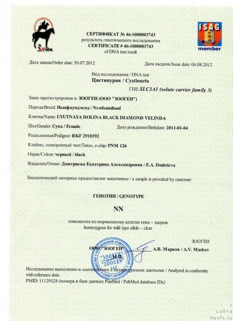 Фото: ньюфаундленд Уютная Долина Блэк Даймонд Велинда (Uyutnaya Dolina Black Diamond Velinda)