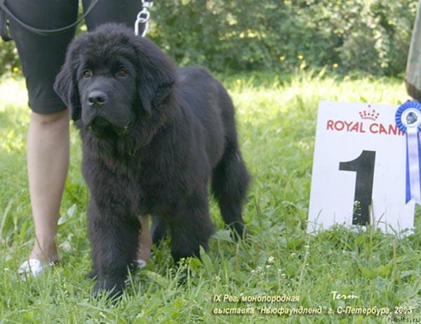 Фото: ньюфаундленд Смигар Жан Пьер