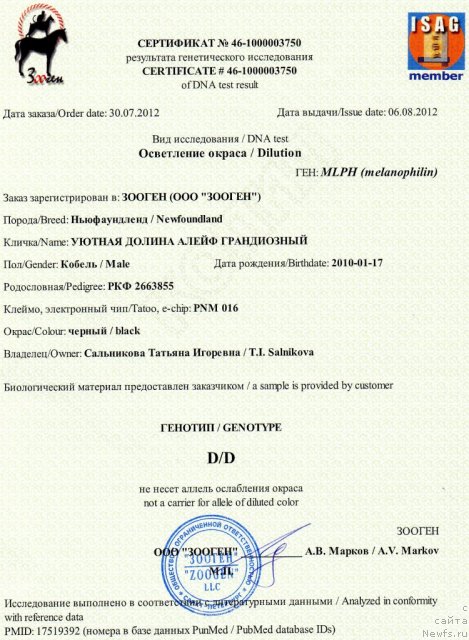 Фото: ньюфаундленд Уютная Долина Алейф Грандиозный