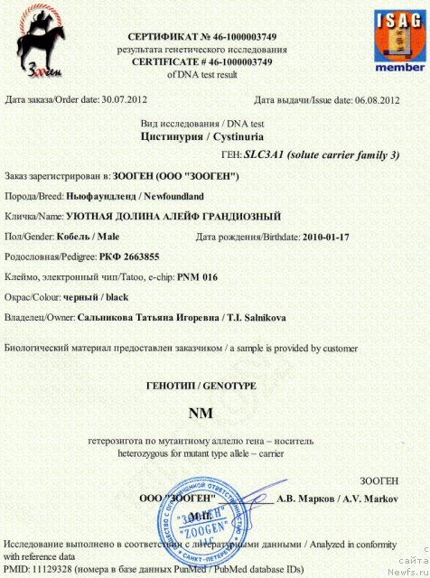 Фото: ньюфаундленд Уютная Долина Алейф Грандиозный