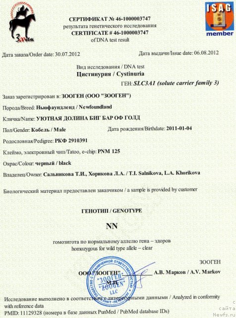 Фото: ньюфаундленд Уютная Долина Биг Бар Оф Голд