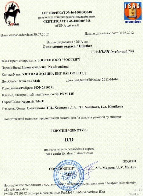 Фото: ньюфаундленд Уютная Долина Биг Бар Оф Голд