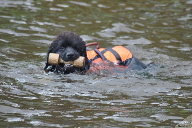 Фото: ньюфаундленд Акватория Келвин Урсула