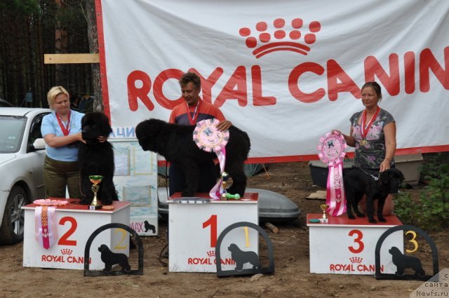 Фото: ньюфаундленд Акватория Келвин Урсула, Владимир Тимофеев