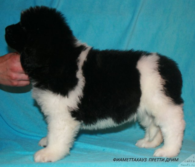 Фотография № 105574