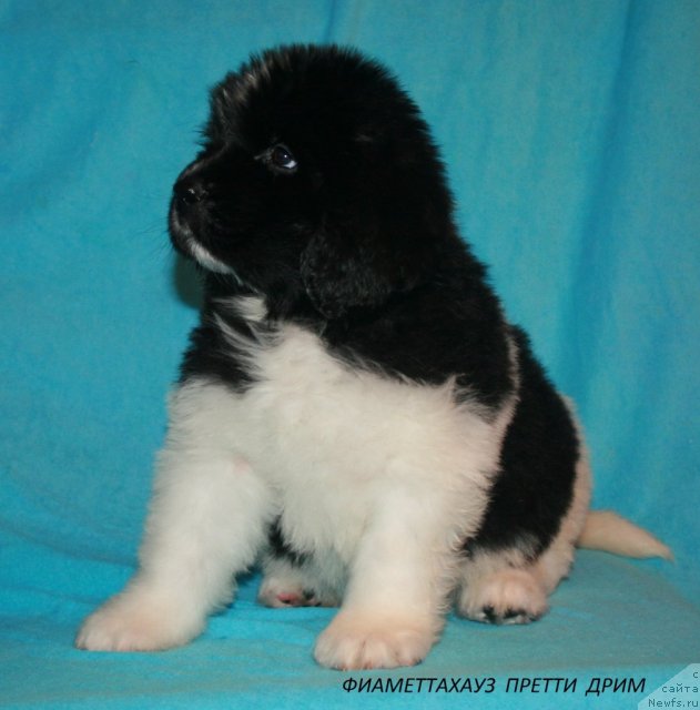 Фотография № 105575