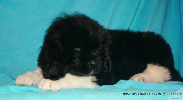 Фото: ньюфаундленд Фиаметтахауз Принцесс Бьюти