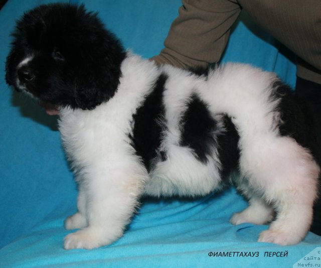 Фото: ньюфаундленд Фиаметтахауз Персей