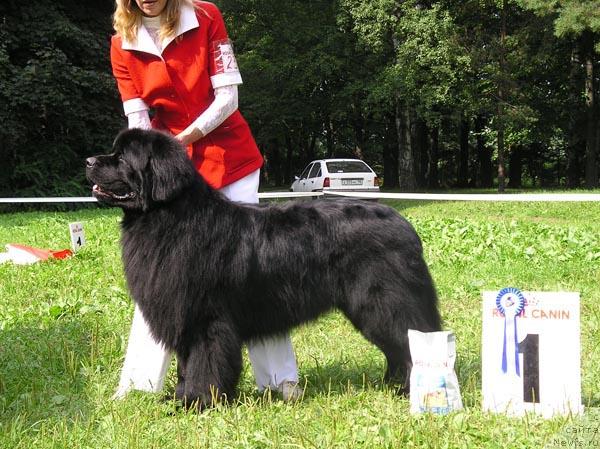 Фото: ньюфаундленд Виват Вялiкi Мядзведзь (Vivat Vialiki Miadzvedz)