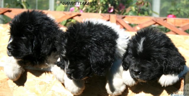 Фотография № 105583