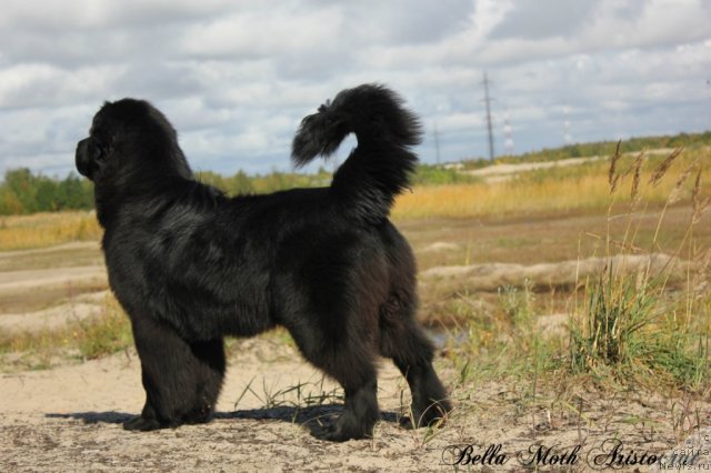 Фотография № 105584