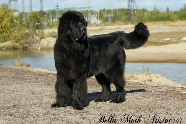 Фото: ньюфаундленд Бэлла Мосс Аристократ