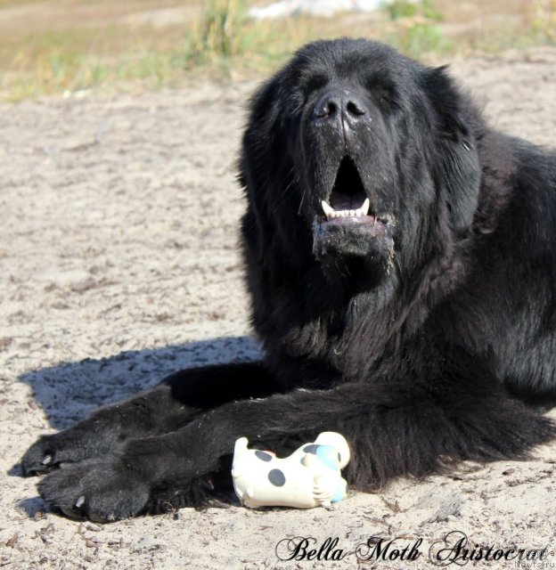 Фотография № 105586