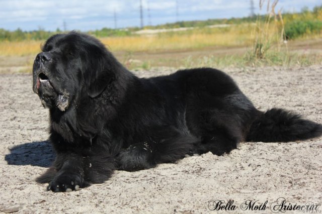 Фотография № 105588