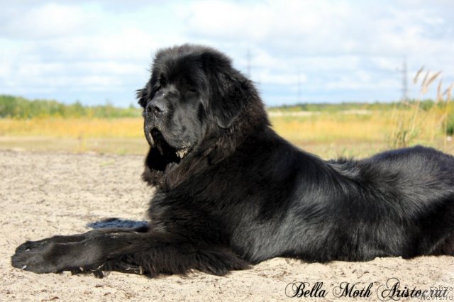 Фотография № 105589