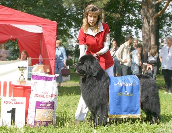 Фото: ньюфаундленд Виват Вялiкi Мядзведзь (Vivat Vialiki Miadzvedz)