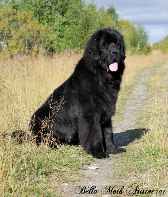 Фото: ньюфаундленд Бэлла Мосс Аристократ