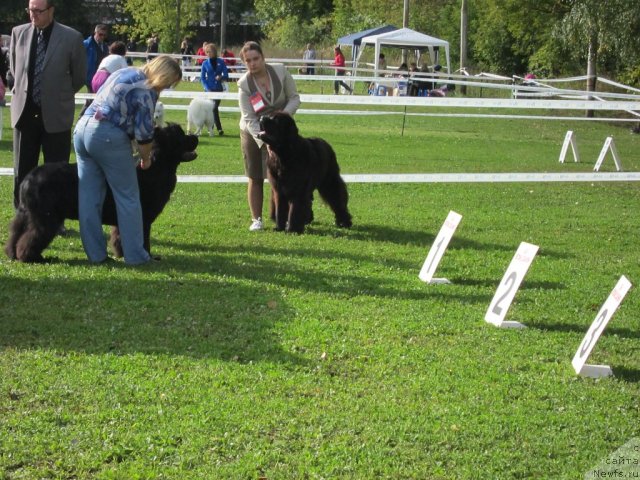 Фото: ньюфаундленд Very Fairweathers X'Got The Rhythm