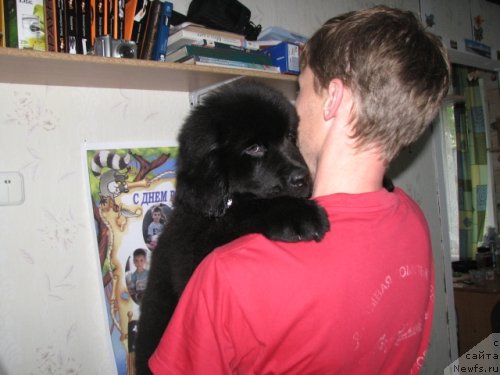 Фото: ньюфаундленд Би Перфект Аскер