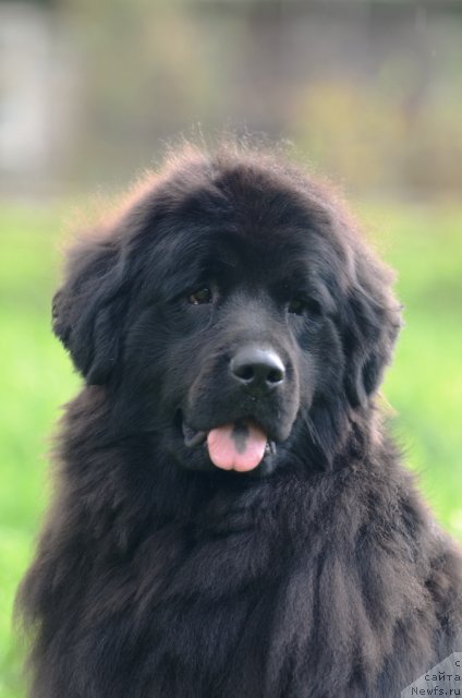 Фото: ньюфаундленд Фанньюф Альфелина Бледанс