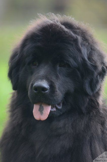 Фото: ньюфаундленд Фанньюф Альфелина Бледанс