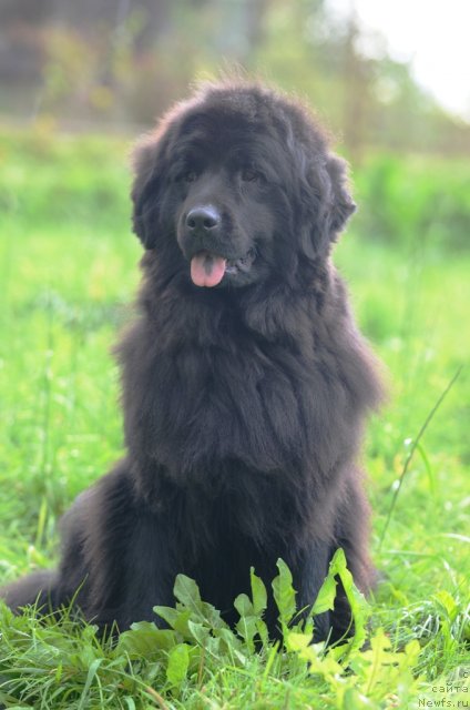 Фото: ньюфаундленд Фанньюф Альфелина Бледанс