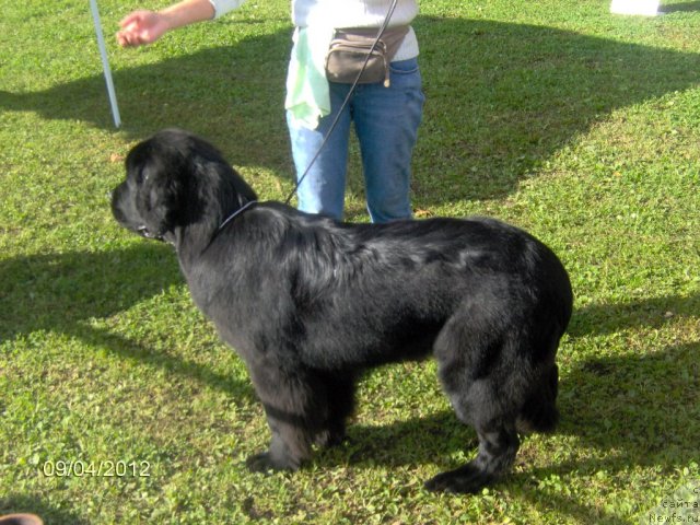 Фото: ньюфаундленд Топтыжка Галатея Морская Нереида (Toptyzhka Galatea Morskaya Nereida)