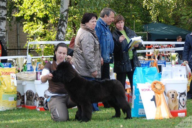Фото: ньюфаундленд Бегущая по Волнам Фогет Ми Нот, Александра Фетисова