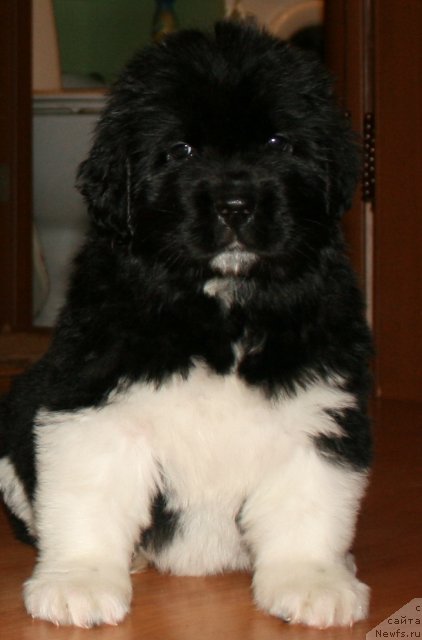 Фото: ньюфаундленд Фиаметтахауз Принцесс Бьюти