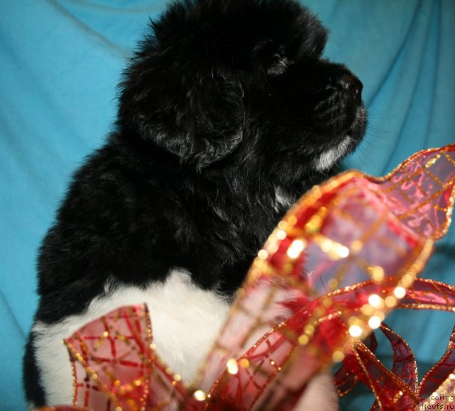 Фото: ньюфаундленд Фиаметтахауз Принцесс Бьюти