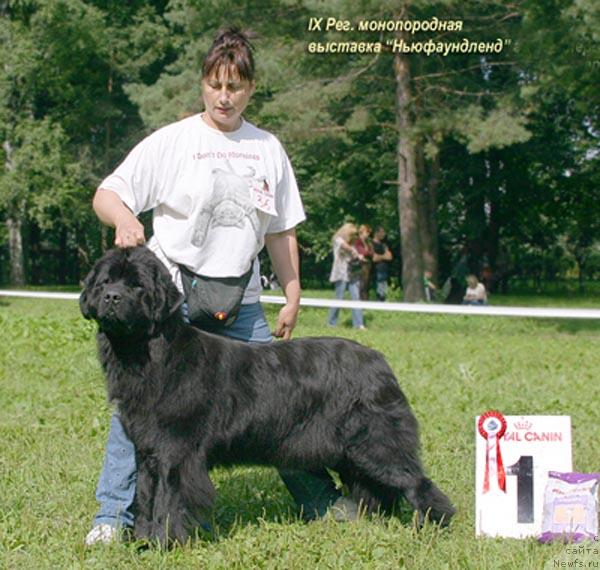 Фото: ньюфаундленд Плюшевая Панда Анабелла Бьютифул (Plushevaya Panda Anabella Beautiful)