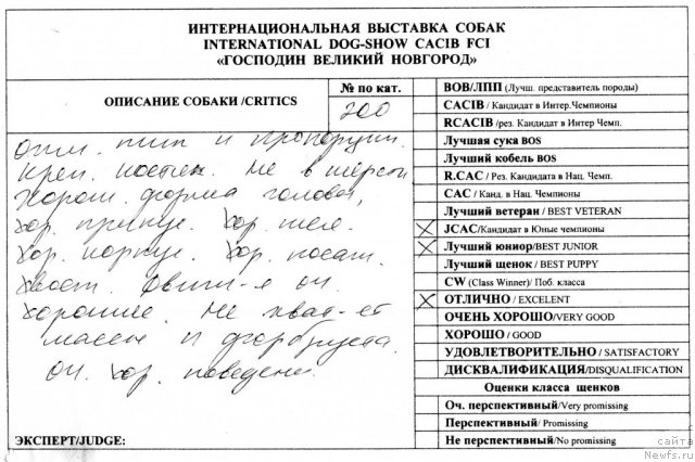 Фото: ньюфаундленд Дар Свезы Белив Ми (Dar Svezy Believe Me)