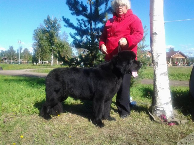 Фото: ньюфаундленд Смигар Грейт Саксэс