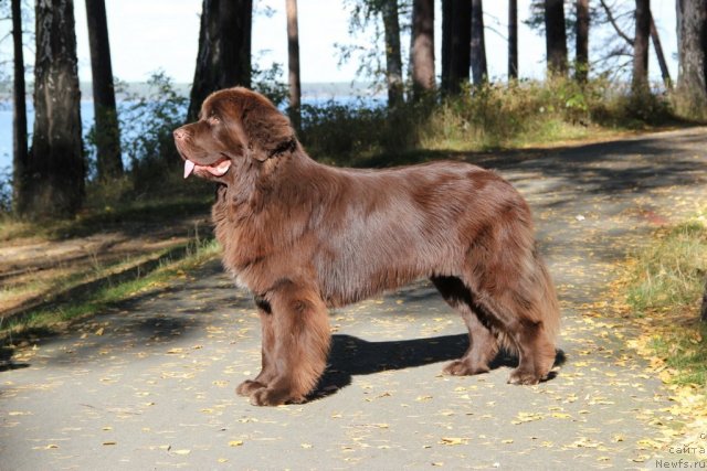 Фото: ньюфаундленд Обуш Шед Янтарный Поцелуй