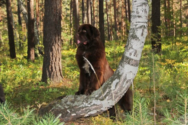Фото: ньюфаундленд Обуш Шед Янтарный Поцелуй