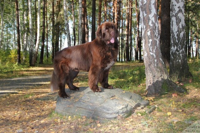 Фото: ньюфаундленд Обуш Шед Янтарный Поцелуй