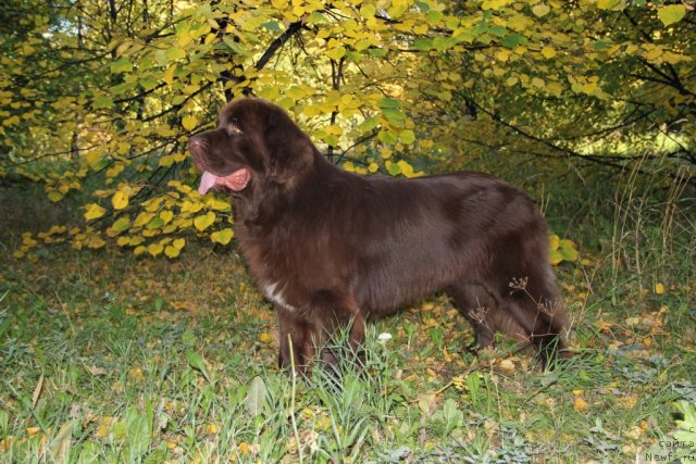 Фото: ньюфаундленд Обуш Шед Янтарный Поцелуй