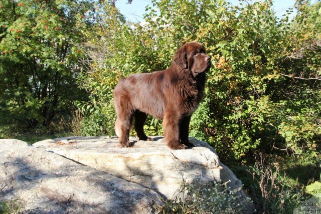 Фото: ньюфаундленд Обуш Шед Янтарный Поцелуй