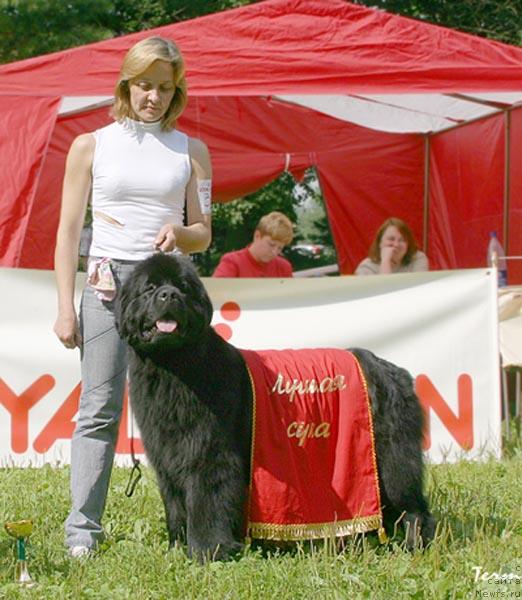 Фото: ньюфаундленд Thickish Newfoundland Monnalisadellagioconda