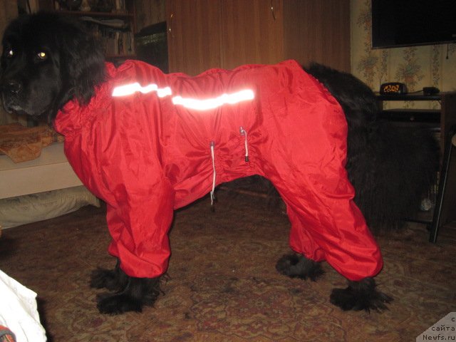 Фотография № 105646